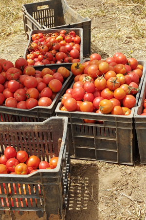 Données de suivi CGER